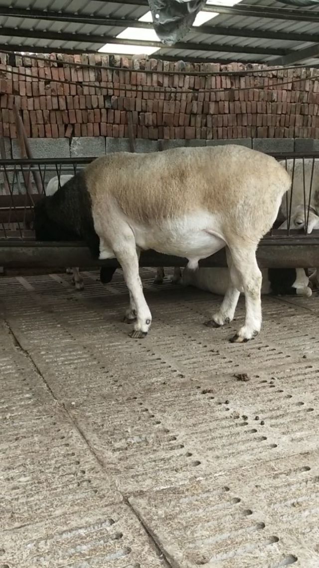 杜泊绵羊养殖全指南:品种特性、价格行情与引种要点